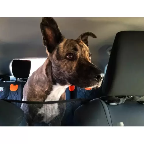 Dog Car Seat Cover and Protector for Sale in Kenya - Premium Grade